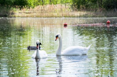Bir çift beyaz kuğu bir drake eşliğinde bir gölde yüzüyor..