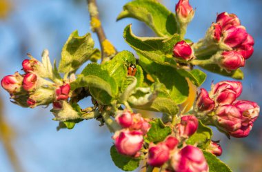 Baharda elma ağacı dalı açar. Yakın çekim.