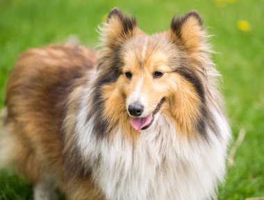 Parlak yeşil çim bir arka plan üzerinde kırmızı bir collie köpek Portresi.