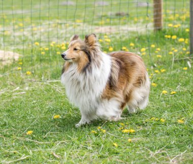 Bir uzun saçlı collie köpek yeşil çim üzerinde yürüyor.