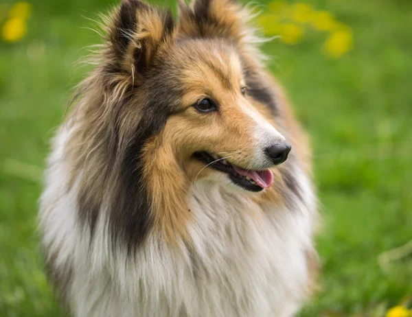 Retrato de um cão de collie vermelho em um fundo de grama verde brilhante . — Fotografia de Stock