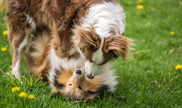 Dois belos cães collie são jogados na grama verde . — Fotografia de Stock