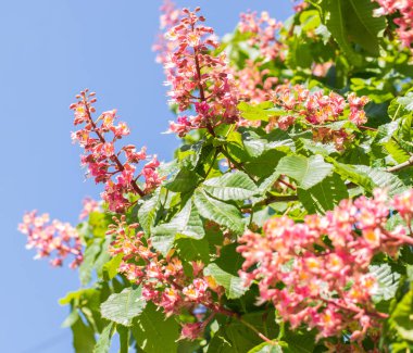 Kestane ağacı , ilkbaharda çiçek açan kestane çiçeği , kırmızı veya pembe kestane çiçeği