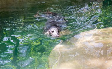 Sudan gri bir fok çıktı