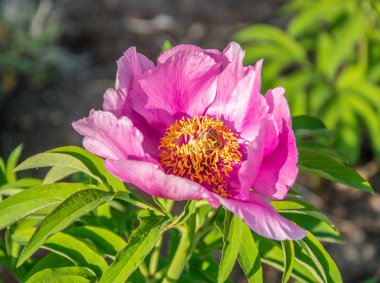 Güzel çiçek açan pembe şakayık yakın çiçek.