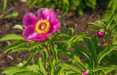 Arılar çiçek açan pembe şakayık nektar toplamak.