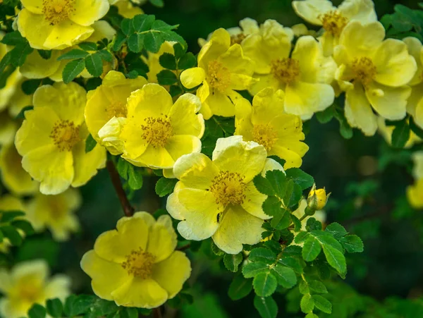 Rosa Canina jaune. Arbuste à fleurs rose jaune . — Photo