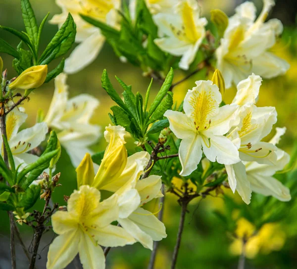 Azalée jaune, Rhododendron molle, buisson fleurissant au printemps — Photo