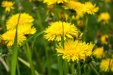 Sarı karahindiba. Parlak çiçekler tarlada karahindiba.