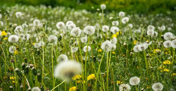 White dandelion heads on the background of plants and grass. Fluffy dandelions.