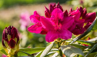Güneşli bir günde orman gülü açan parlak bordo çiçekler.