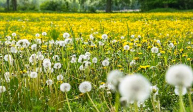 Çiçekli karahindiba parlak sarı büyük alan