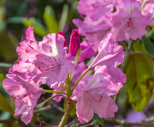 Zářivě Růžové květiny, které za slunečného dne kvetou rhododendronem. — Stock fotografie