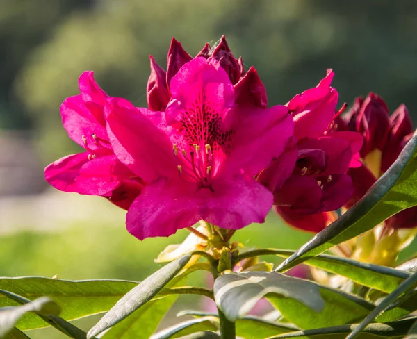 Fleurs marron vif floraison rhododendron par une journée ensoleillée . — Photo