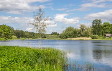 Yeşil ormanlarla çevrili bir göl ile doğal yaz manzara. Mavi gökyüzündeki beyaz bulutlar.