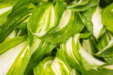 Ev sahibi bitki yakın çekim, ev sahibinin yapraklarında yağmur damlaları.