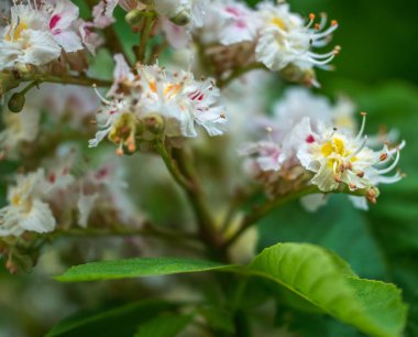 Seçici odaklı at kestanesi çiçeği. İlkbaharda çiçek açan at kestanesi.
