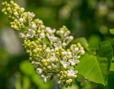 Beyaz leylak ve yeşil yaprakların dalları. Leylak açan dal