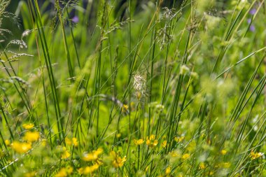Vahşi çim ve Doğa yaprakları ile yaz arka plan. Çayır üzerinde sulu gür yeşil çim.