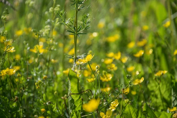 野生の草と自然の葉と夏の背景。牧草地のクローズアップにジューシーな緑豊かな草. — ストック写真