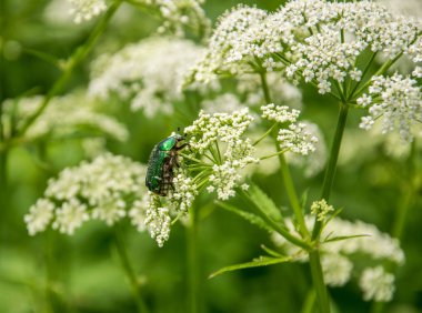 Beetle, cetonia aurata, oturur ve yaz günü aegopodium podagraria kapalı çiçekler yiyor.