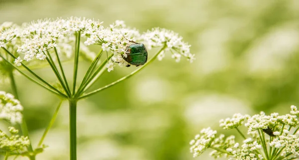 Chrząszcz, Ceronia aurata, siedzi i zjada na kwiatach off Podagrycznik Podagrycznik w letni dzień. — Zdjęcie stockowe