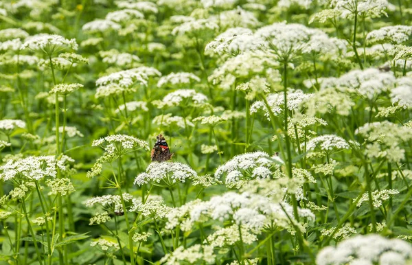 夏の日に白い花の上に座る色の蝶. — ストック写真