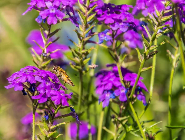 Syrphidae w stanie naturalnym siedzi na fioletowym kwiatem w letni dzień. — Zdjęcie stockowe