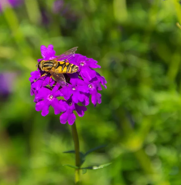 Syrphidae w stanie naturalnym siedzi na fioletowym kwiatem w letni dzień. — Zdjęcie stockowe