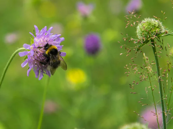 Puszysty Bumblebee zbiera nektar z kwiat Świerzbnica polny. — Zdjęcie stockowe
