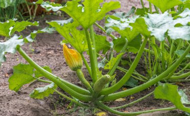 Açık zeminde bahçede bitki ve olgunlaşmamış kabak yaprakları.