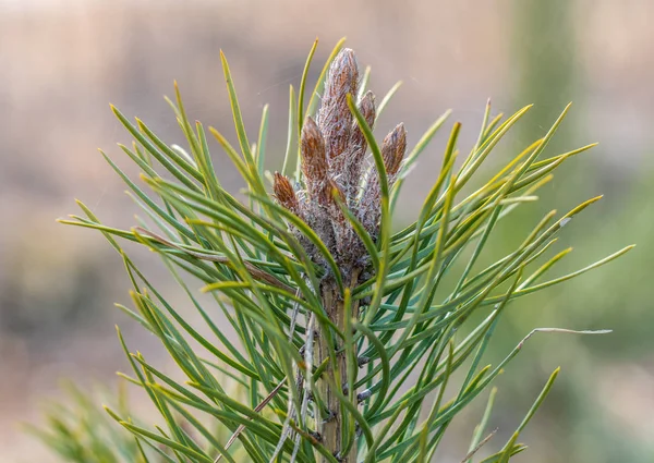 Junge Kiefernknospen im zeitigen Frühjahr aus nächster Nähe. — Stockfoto