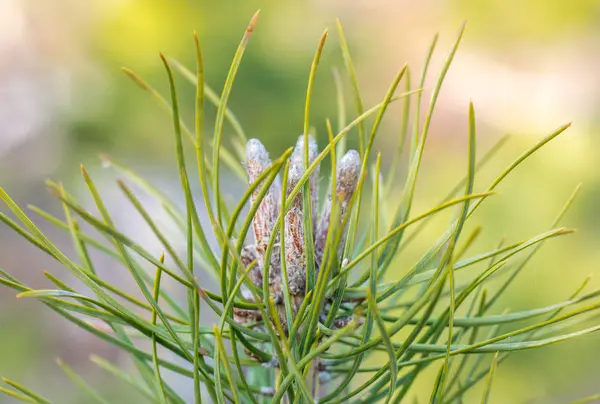 Junge Kiefernknospen im zeitigen Frühjahr aus nächster Nähe. — Stockfoto