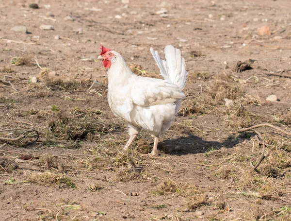 Chicken broilers. Poultry farm. White chicken walkinng in a farm garden.