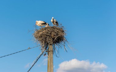 Yuvanın üzerinde üç leylek duruyor.