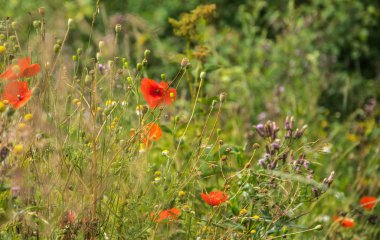 Çiçek açan çatallar yakın. Bir yaz çiçekli çayır yakın çekim parçası.