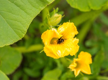 Bumblebee sarı kabak çiçeği ve colecting polle üzerinde oturan.