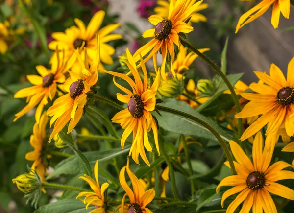 Conflores Rudbeckia amarelos, flores de olhos pretos-susans close-up. Rudbeckia no jardim . Imagem De Stock