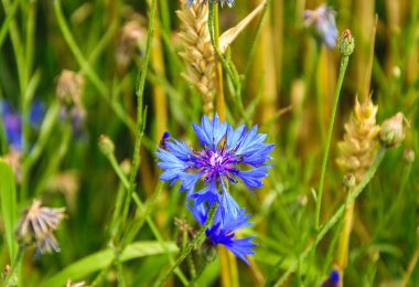 Cornflower, knapweed Centaurea scabiosa veya daha büyük knapweed mavi çiçek alanında büyüyen. Yakın çekim, seçici odak.