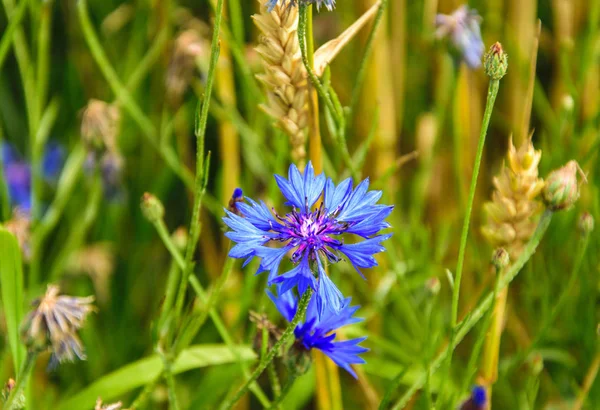 Cornflower, knapweed Centaurea scabiosa or greater knapweed blue flower growing in the field. Close up, selective focus. — Stock Photo, Image