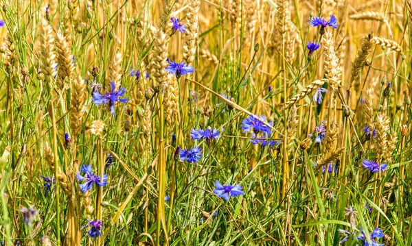 Cornflower, knapweed Centaurea scabiosa ou maior flor azul knapweed crescendo no campo. Close up, foco seletivo . Fotografia De Stock