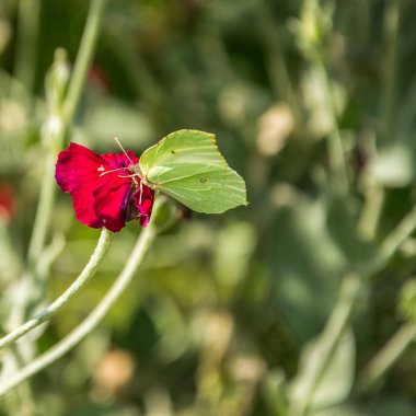 Sarı kelebek bir kırmızı çiçek Lychnis coronaria oturur. Gonepteryx rhami