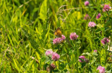 Trifolium pratense - Yüksek Kahverengi Fritillary kelebek ile kırmızı yonca - Argynnis adippe