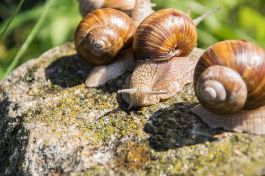 Üç kahverengi üzüm salyangoz yaz aylarında gri taş üzerinde oturur.