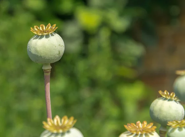 Groene onrijpe klaproos hoofd op het veld. Imature poppy plant close-up. — Stockfoto