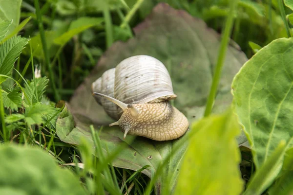 Beyaz bir üzüm salyangozu çimenlerde yeşil yapraklar üzerinde oturur.