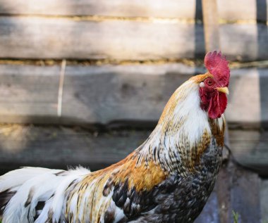 Eski bir tahta kaldırım barakaarka bir rengarenk horoz profiliportre. Çiftlikte Motley horoz.