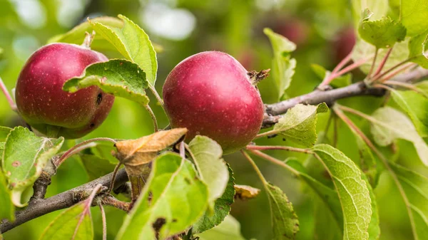 Appels close-up. Sappige, rijpe, rode appels opknoping op een tak in de tuin. — Stockfoto