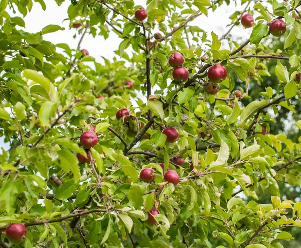 Een tak van een appelboom met appels en bladeren in de tuin. Close-up van de verse rode appels op een boom. — Stockfoto