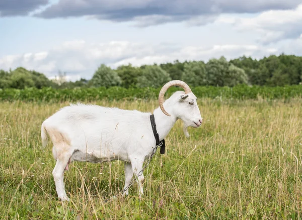 Белый козел пасущийся в поле в летний день — стоковое фото